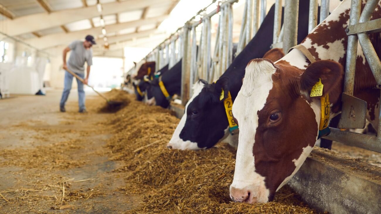 Avian influenza: EU agencies track virus mutations and analyse response strategies