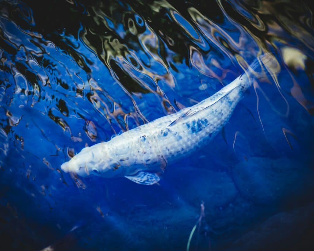 Big O’ Smokehouse Whitefish Spread Recalled Due to Plastic Contamination