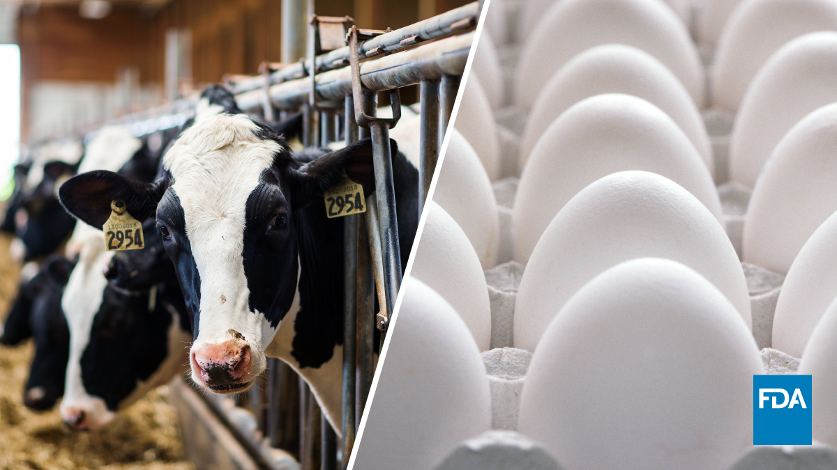 Investigation of Avian Influenza A (H5N1) Virus in Dairy Cattle