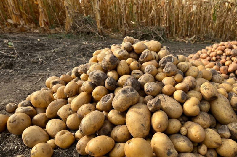 The Biggest Potato Recalls In US History