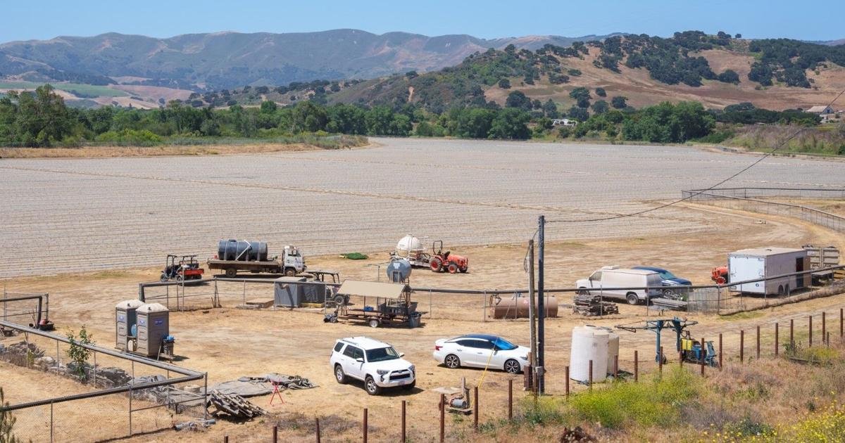 Judge denies class certification in Vintner vs. Cannabis Buellton-area grower lawsuit | Local News