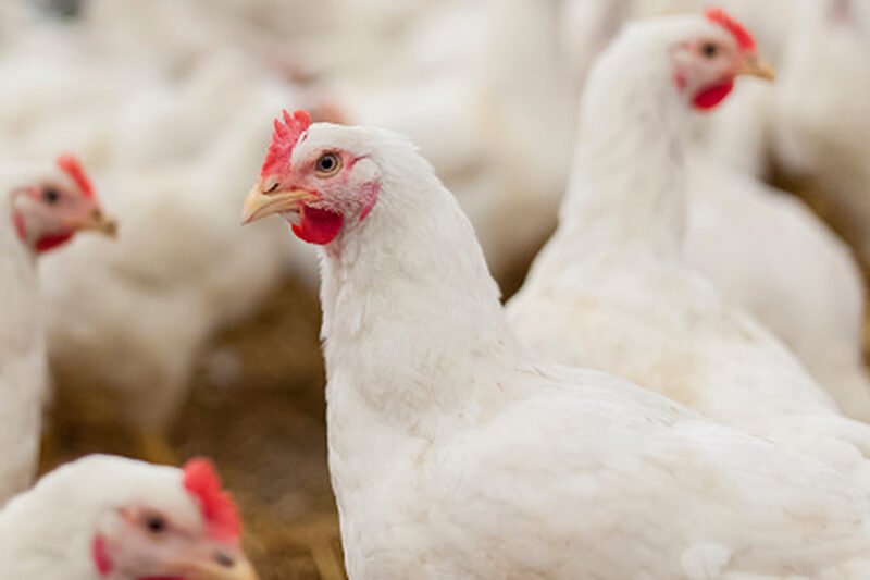 The Biggest Chicken Recalls In US History