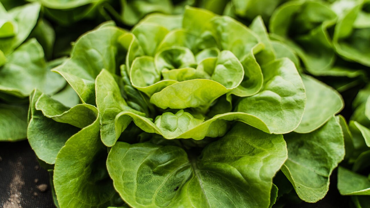The Biggest Lettuce Recalls In US History