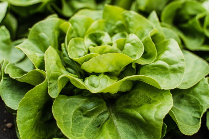 The Biggest Lettuce Recalls In US History