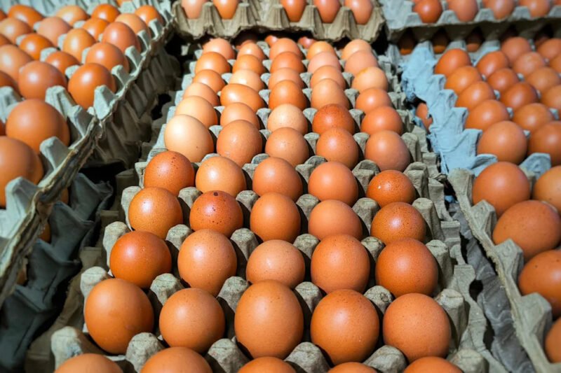 The Largest Egg Recall In US History Caused Nearly 2 Thousand To Fall Ill