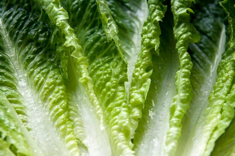 Why the FDA Didn’t Announce the Romaine E. coli Outbreak