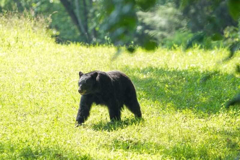 how to react to charges, prevent bear attacks
