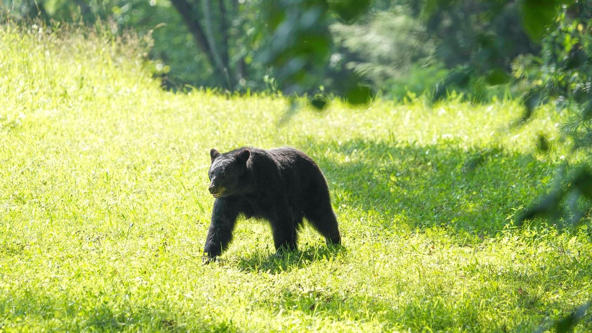 how to react to charges, prevent bear attacks