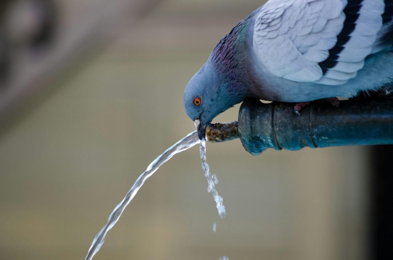 the water that poisoned an entire village.